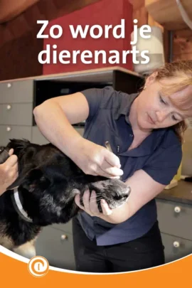 Zo word je dierenarts