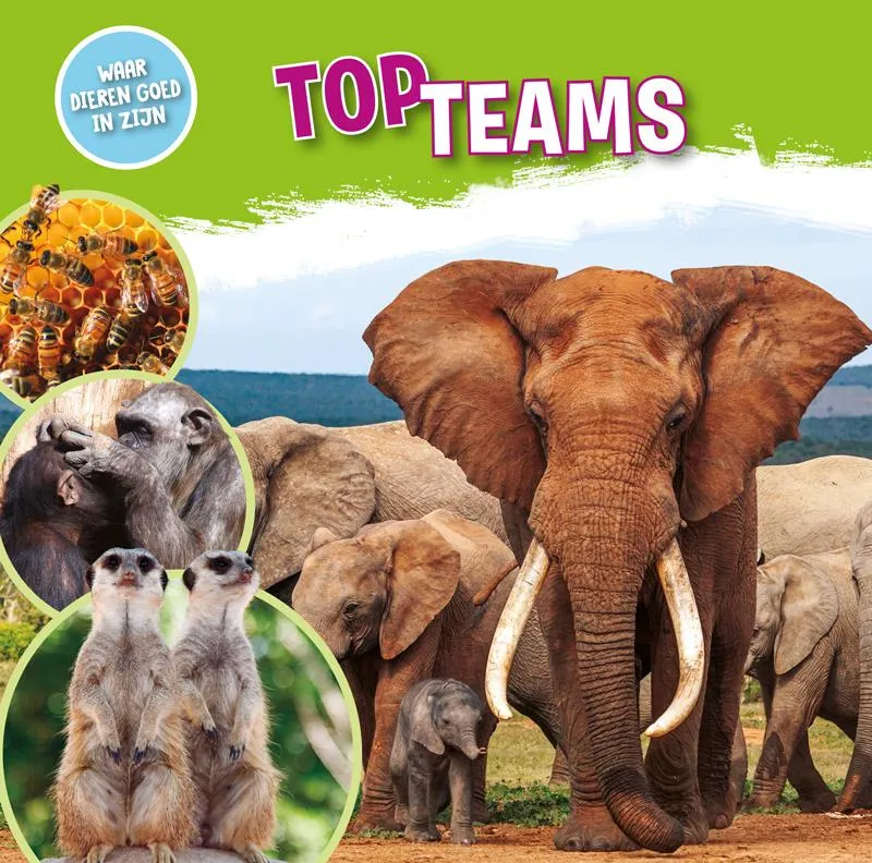 Topteams | 9789464390186 Topteams
