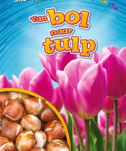 Van bol naar tulp
