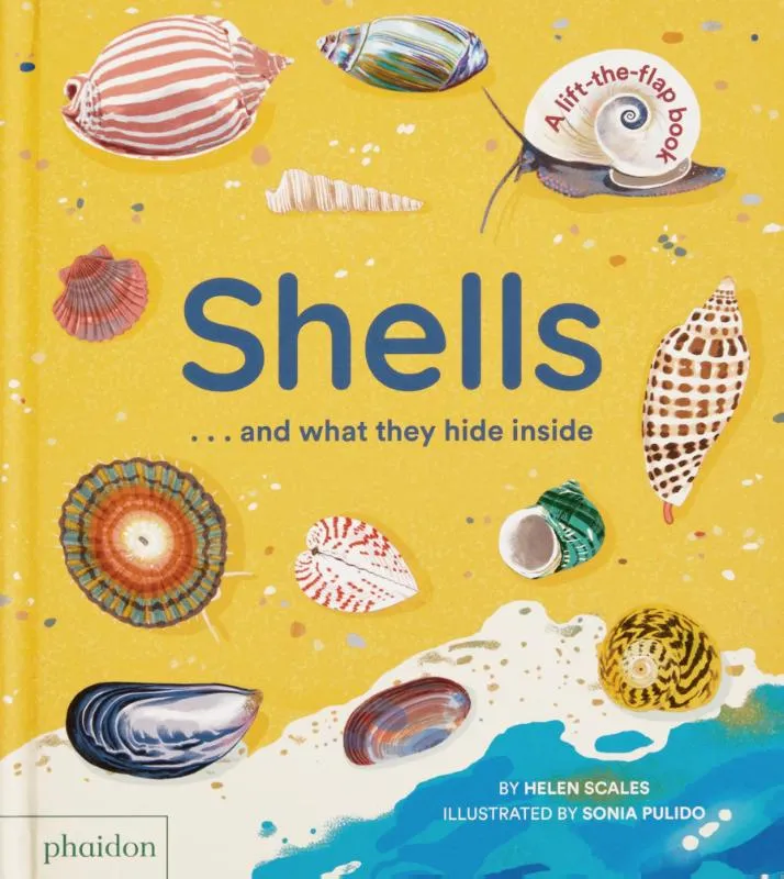 Shells... and what they hide inside - A Lift-the-Flap Adventure | 9781838667887 Shells... and what they hide inside - A Lift-the-Flap Adventure