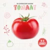 Tomaat | 9789464397390 Tomaat | 9789464397390