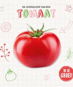 Tomaat